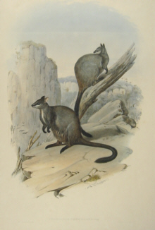 John Gould Macropodidae